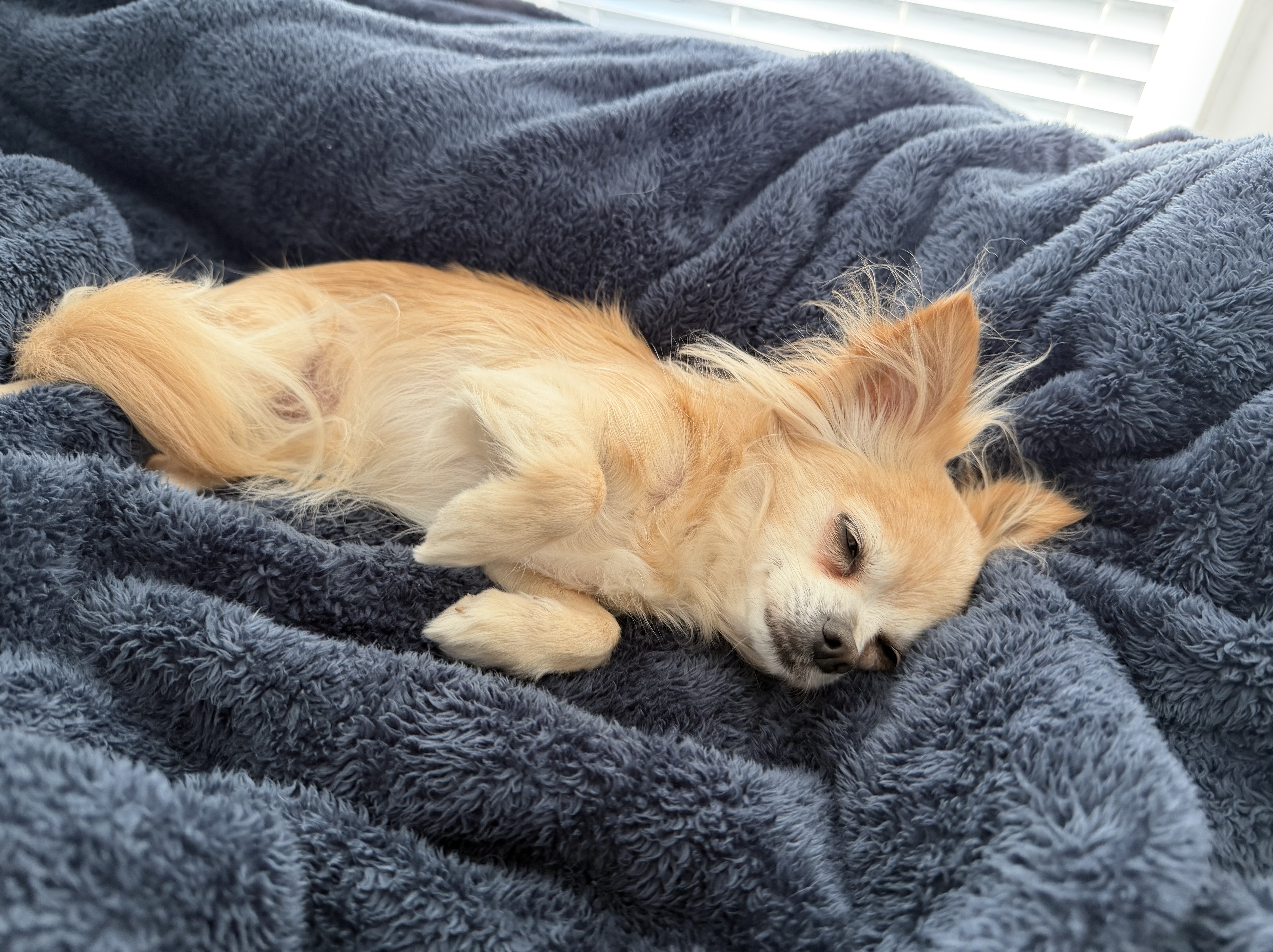 holli on fuzzy blanket