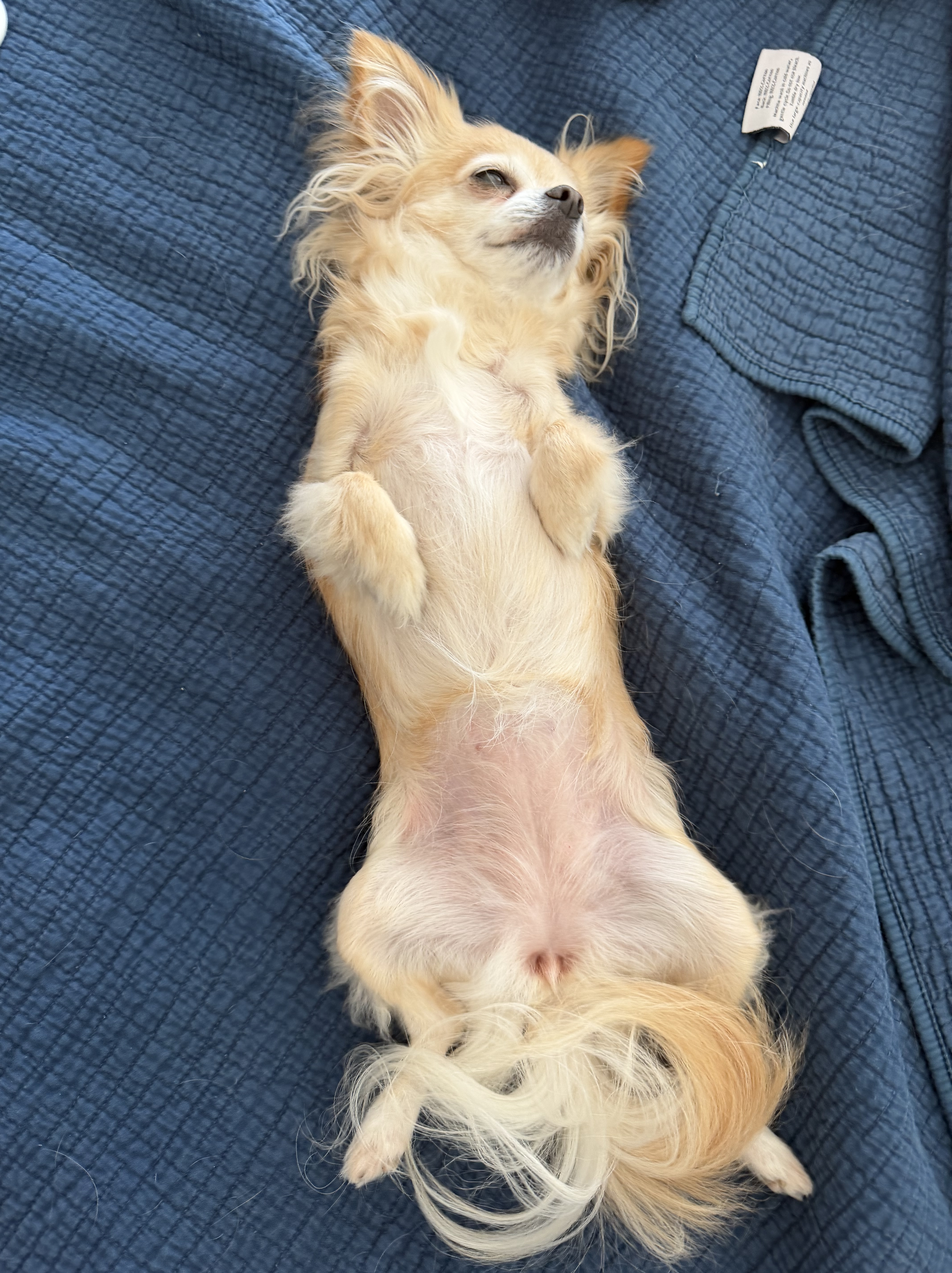 holli belly up