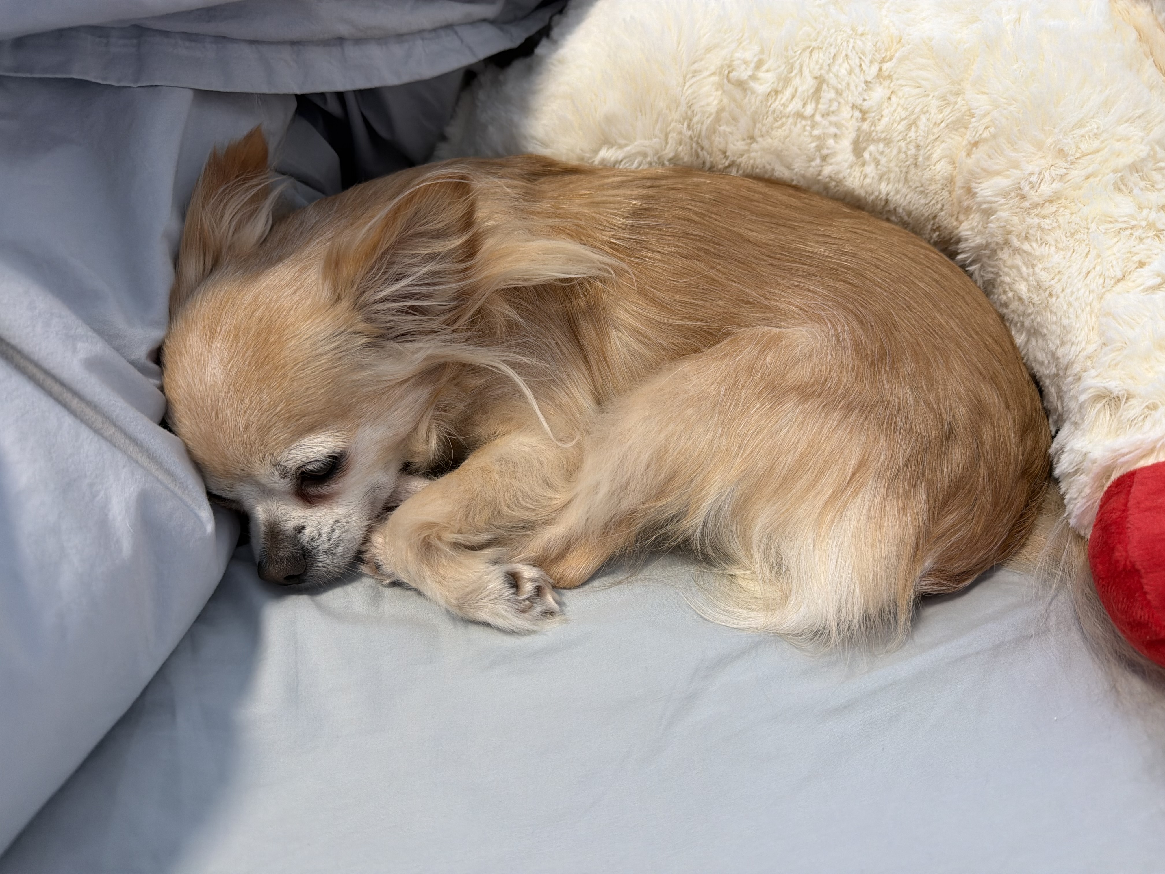 holli sleeping with lamb chop
