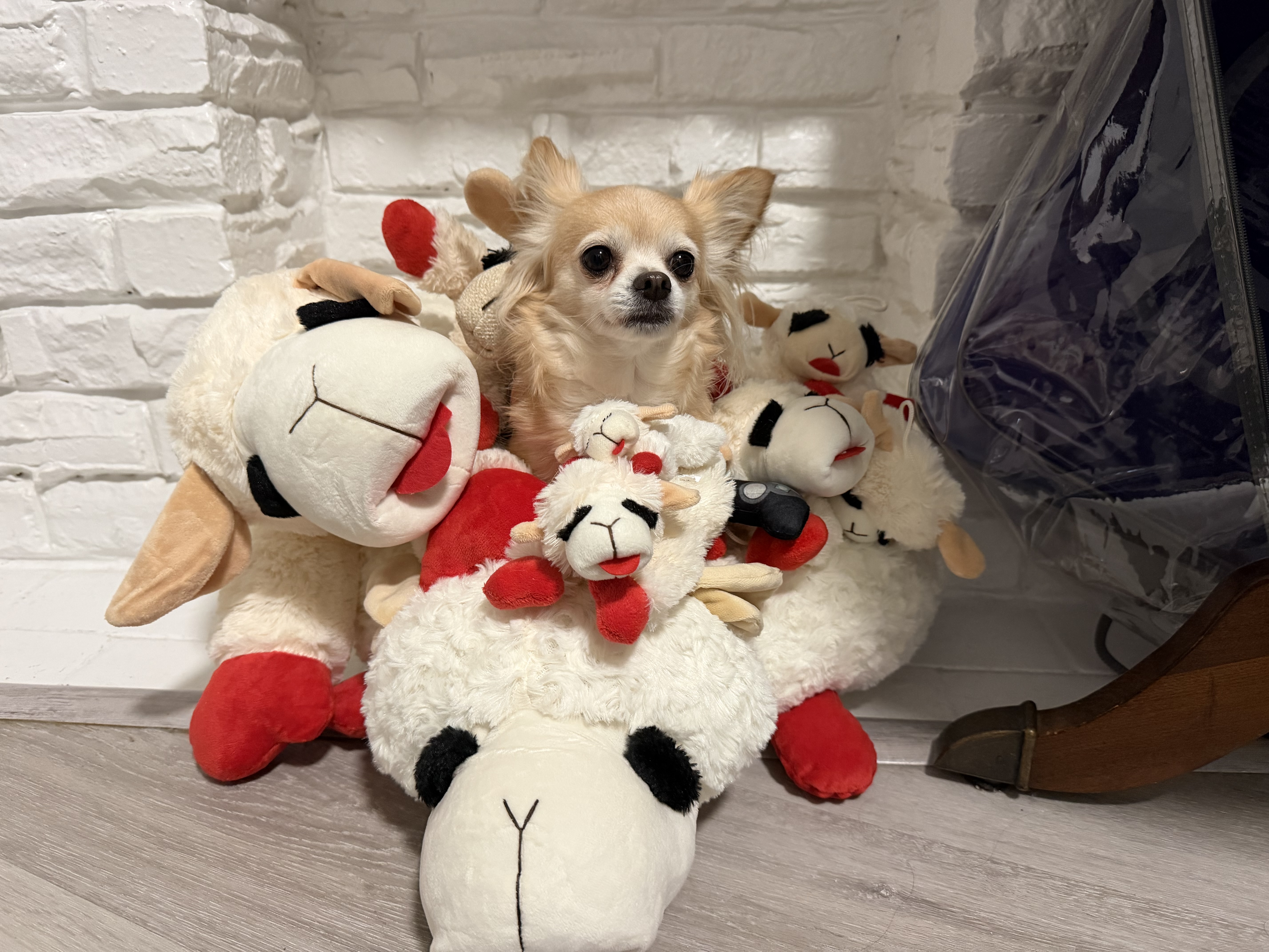 the lamb chop shrine