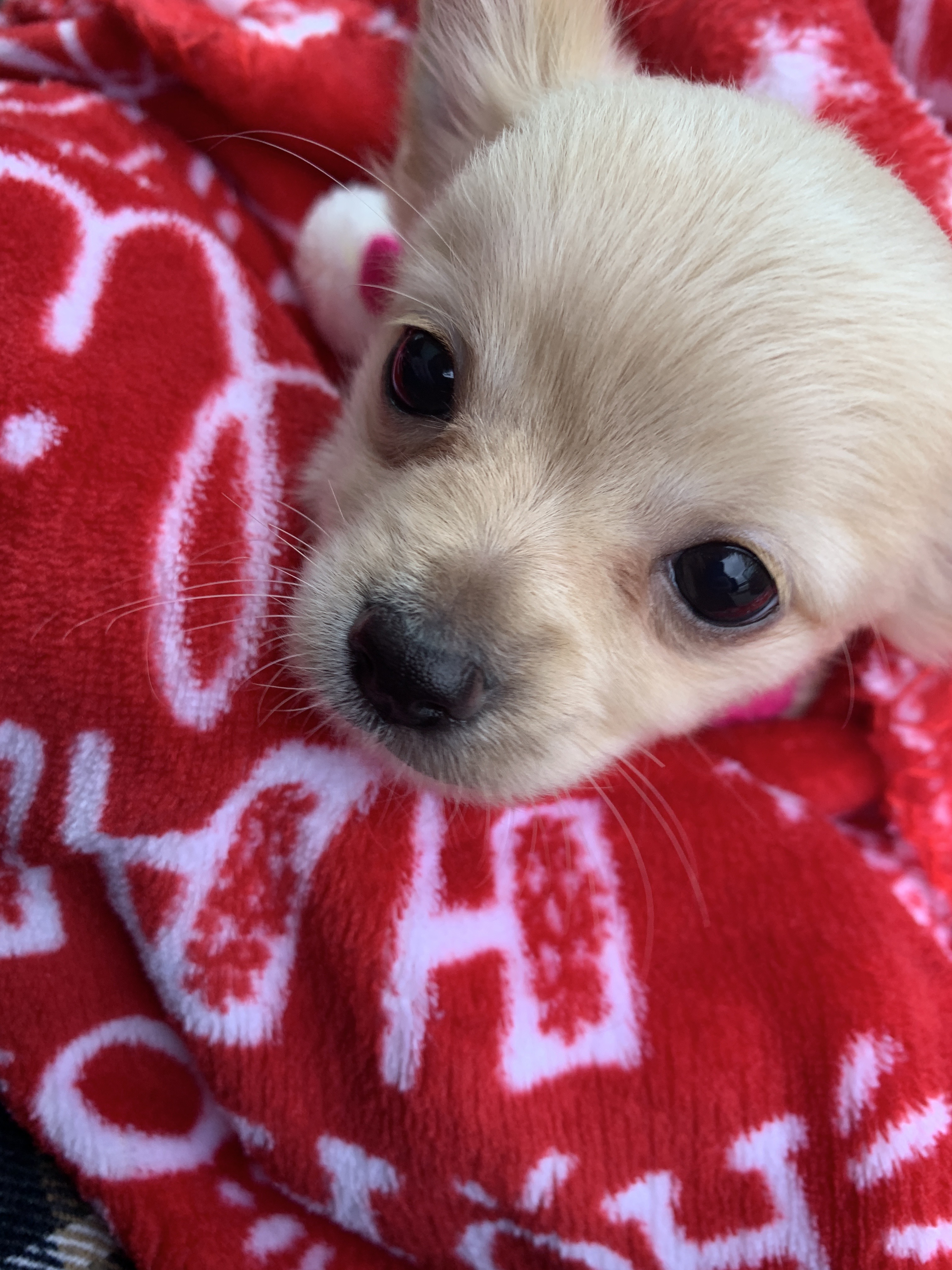 baby holli as a tiny puppy